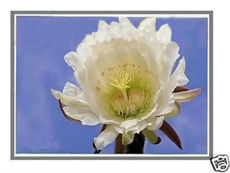 AUO B156XTN04.4 LCD面板